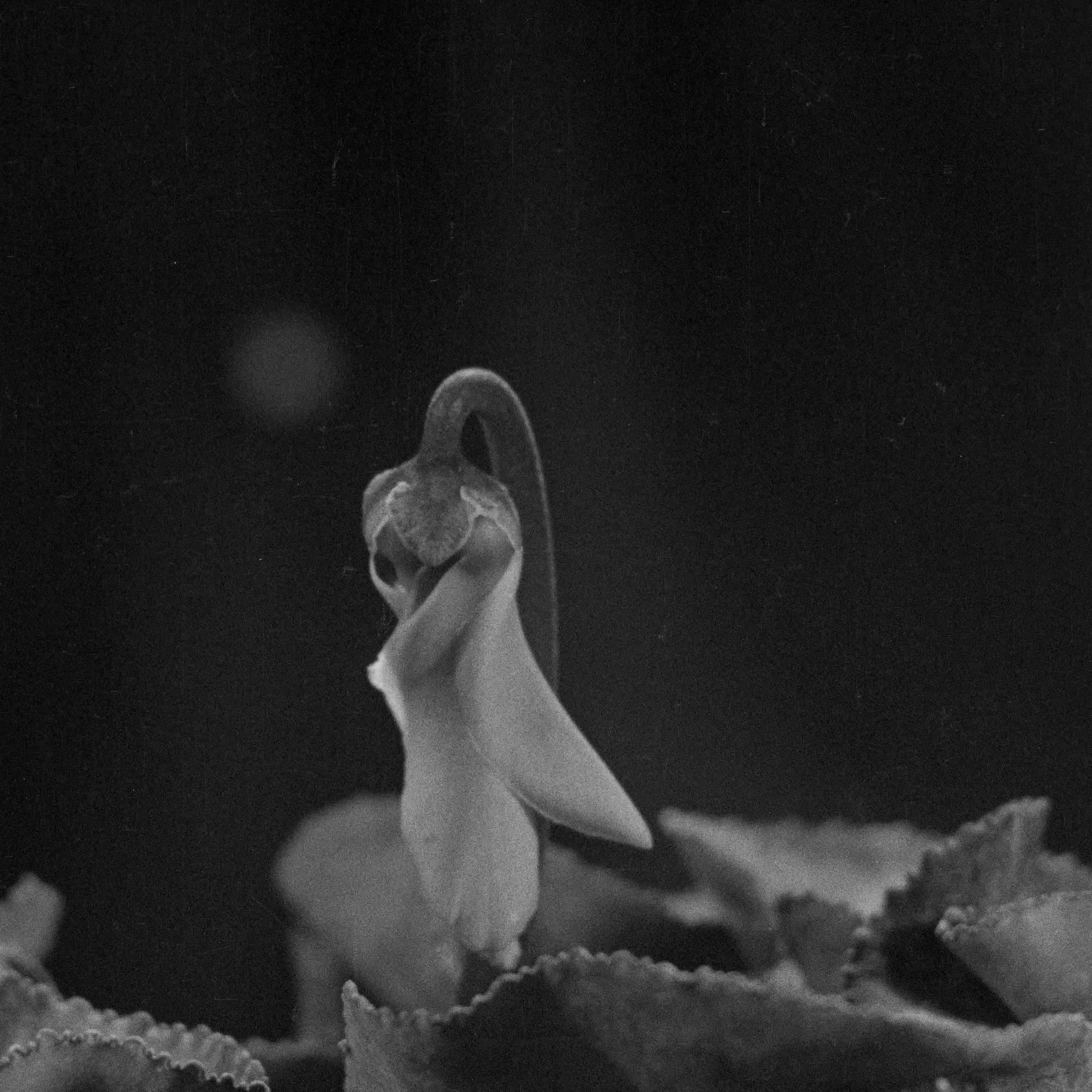 L'image montre une fleur délicate, probablement une variété de cyclamen. Elle est en noir et blanc, ce qui donne une atmosphère douce et artistique. Les pétales de la fleur semblent s'ouvrir vers le haut, avec une forme élégante et fluide. En arrière-plan, on peut apercevoir des feuilles vertes légèrement floues, ajoutant une profondeur à la composition. L'éclairage met en valeur les contours de la fleur, créant un contraste subtil avec le fond.