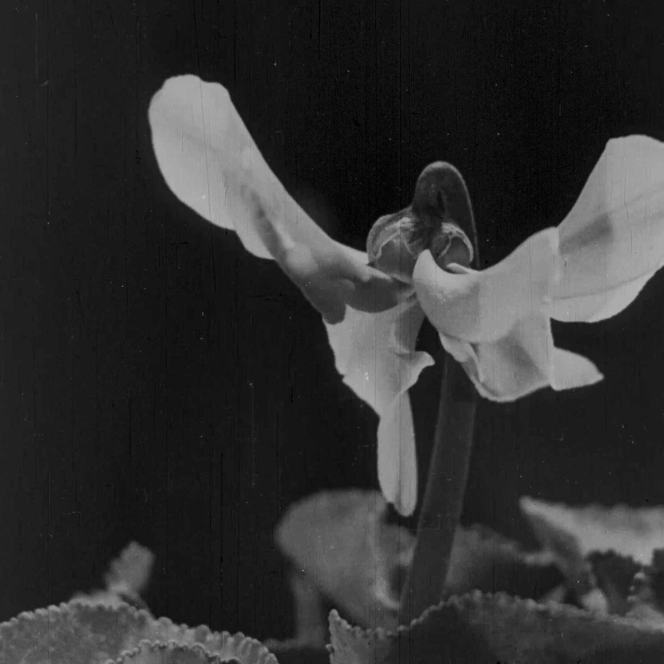 L'image montre une fleur délicate aux pétales blancs, qui s'élève au-dessus de feuilles sombres et texturées. La composition est en noir et blanc, ce qui donne une atmosphère à la fois douce et intemporelle. Les pétales semblent légèrement recourbés, créant une impression de grâce. Le fond est neutre, mettant en valeur la beauté de la fleur et ses détails.