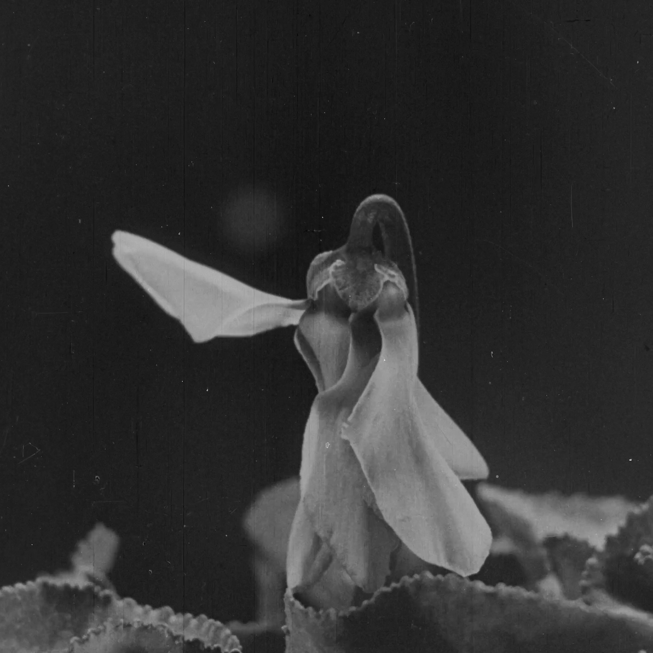 L'image montre une petite créature, semblable à une fée, qui semble danser ou se tenir sur une fleur. La scène est en noir et blanc, ce qui ajoute une ambiance ancienne et mystérieuse. Les détails de la fleur sont visibles, avec des pétales délicats qui encadrent la figure. L'ensemble évoque un univers féerique et enchanteur.