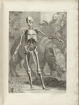 Tabulae sceleti et musculorum corporis humani, 1747