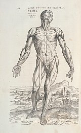 André Vésale, {De humani corporis fabrica libri septem}, planche d'illustration, 1555