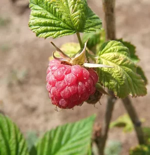 L'image montre une framboise mûre sur une plante. La framboise est de couleur rouge vif, avec une texture légèrement brillante et des petites gouttes de rosée. Les feuilles de la plante sont vertes et larges, présentant une belle texture. En arrière-plan, on aperçoit un sol légèrement flou, indiquant un environnement de jardin. Cette image évoque une atmosphère naturelle et fraîche.