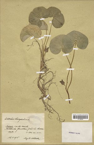 L'image présente un échantillon botanique d'une plante, probablement pressé et conservé pour étude. On y voit plusieurs feuilles rondes avec des tiges, ainsi qu'une étiquette informative en bas. L'échantillon est identifié comme appartenant à l'herbier Faure et comporte des annotations manuscrites, incluant la date et les informations sur la collecte. Le fond est de couleur beige, ce qui met en valeur la plante.