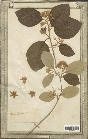 L'image représente un herbier avec une plante nommée "Byrsonima frondosa". On peut voir une tige principale portant de grandes feuilles de forme ovale, ainsi que des fleurs de couleur crème ou jaune. Les fleurs sont disposées en grappes près de la tige, et certaines petites fleurs sont également attachées sur le côté de la feuille. L'ensemble est présenté sur un fond clair, et il y a des annotations manuscrites indiquant le nom de la plante. Ce type de présentation est typique des collections botaniques.