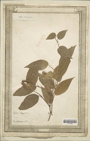 L'image montre une feuille séchée et un rameau, probablement d'une plante, montés sur une feuille de papier. La plante est identifiable par ses feuilles ovales et un petit groupe de fruits ou de fleurs. Le tout semble être un échantillon botanique. En haut, il y a une étiquette avec le mot "Reid" et d'autres inscriptions peut-être liées à la classification scientifique. Le fond est crème, ce qui met en valeur la silhouette de la plante.