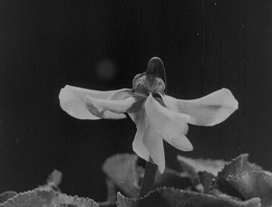 L'image montre une fleur en noir et blanc, avec des pétales étalés et d'autres qui semblent légèrement repliés. La fleur est située au centre, entourée de feuilles qui ont une texture veloutée. L'arrière-plan est flou, ce qui met en valeur la beauté délicate de la fleur. L'éclairage semble doux, créant une atmosphère paisible et contemplative.