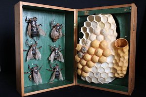 L'image montre une boîte en bois ouverte contenant des abeilles naturalisées fixées sur un fond vert. À droite, il y a une structure en forme de rayon de miel, qui semble être un nid d'abeilles, où l'on peut voir des alvéoles bien définis, avec une couleur allant du jaune aux tons plus clairs. Les abeilles sont soigneusement disposées, mettant en valeur les détails de leurs corps. L'ensemble présente un aspect scientifique ou muséal, illustrant l'univers des abeilles et de leur habitat.